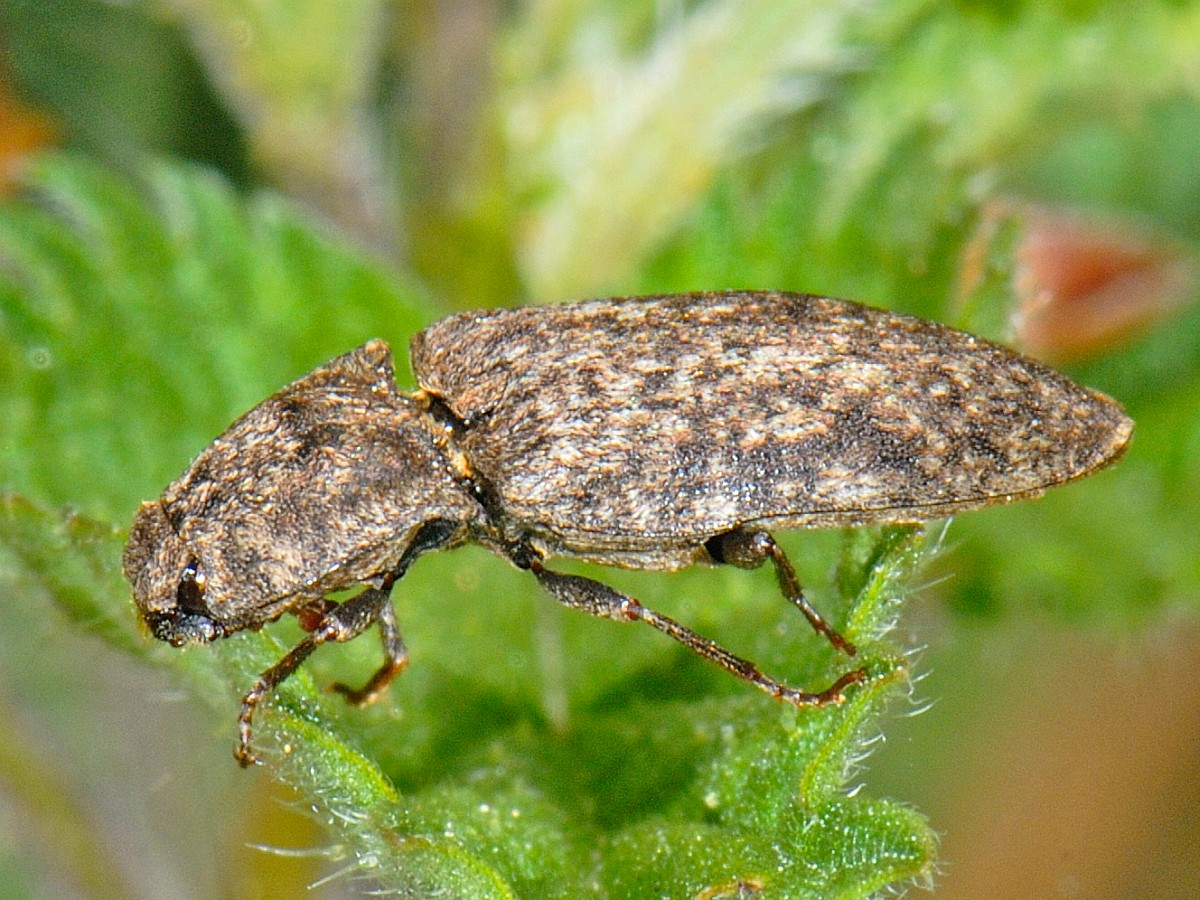 Agrypnus murinus